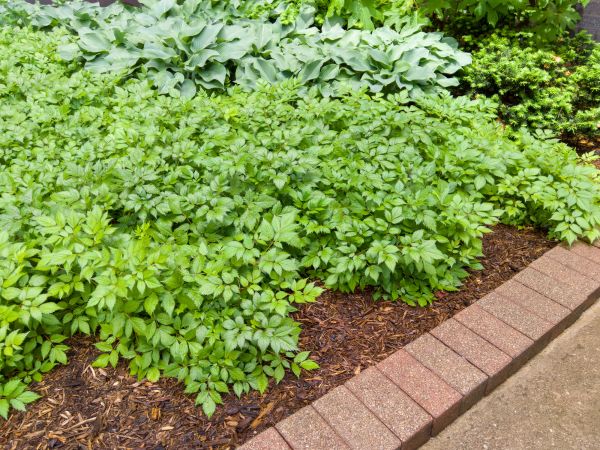 Brick Border Installation in Yonkers